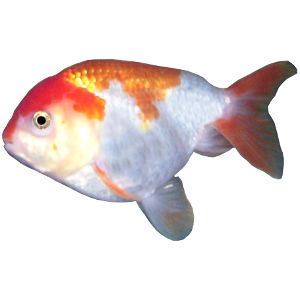 Lionhead Goldfish