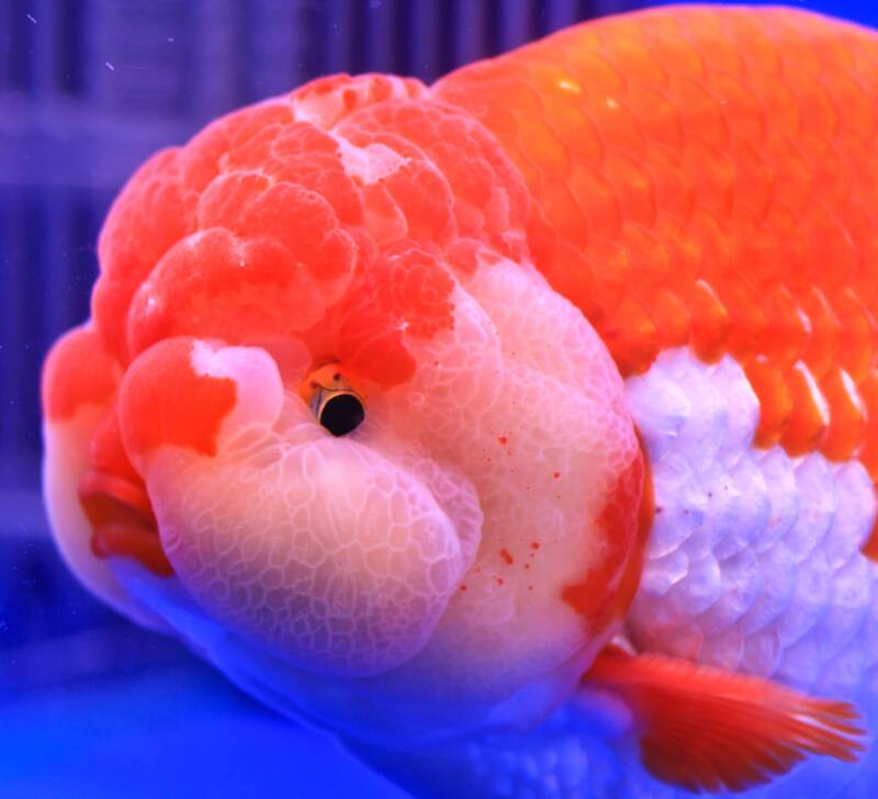 Lionhead Goldfish with its wen