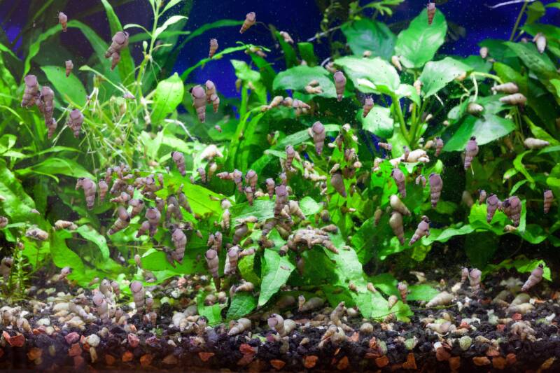 Many Malaysian trumpet snails in a planted tank ferociously feeding on soft algae growing on aquarium glass and live green plants