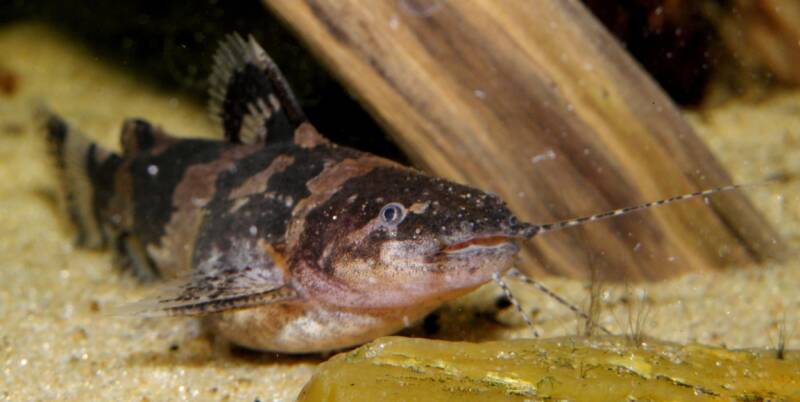 Bumblebee Catfish Microglanis at the bottom of a tank