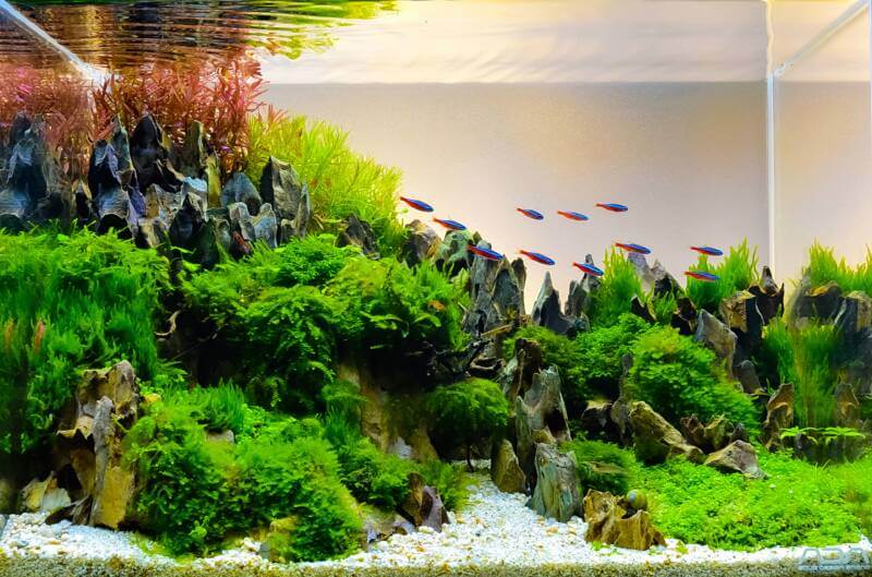 A close up of nature style aquarium