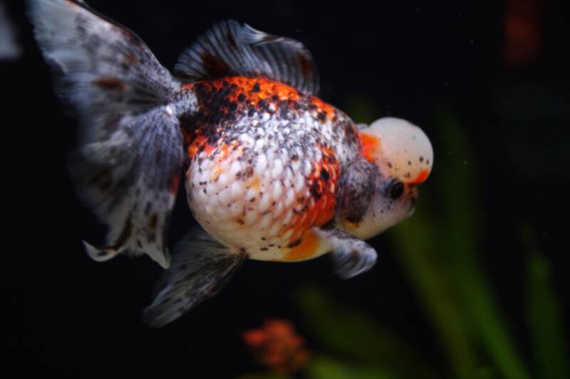 Pearlscale goldfish in aquarium