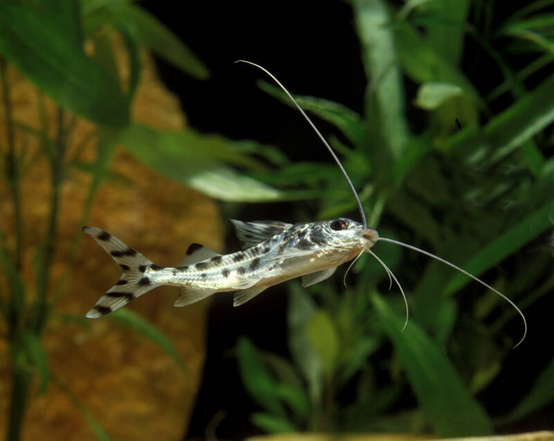 Pimelodus pictus