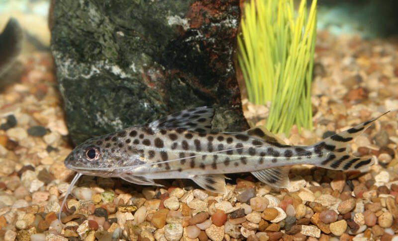 Pimelodus pictus