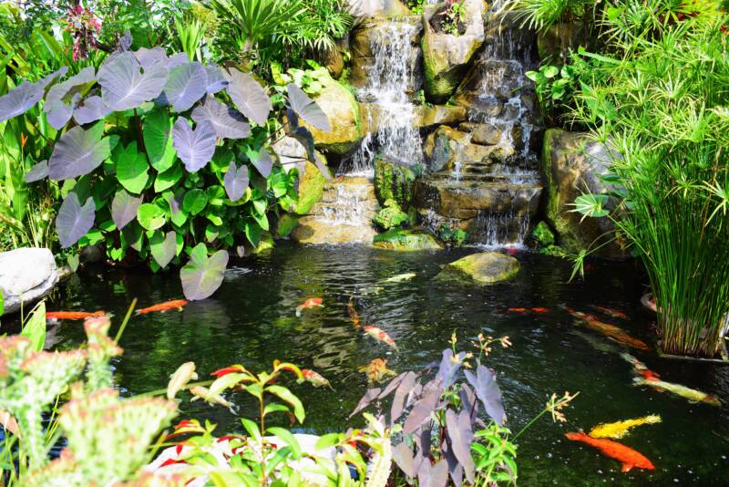 Pond landscape with oxygenating plants