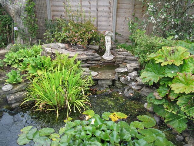 Rhubarb (Gunnera manicata) in the pond