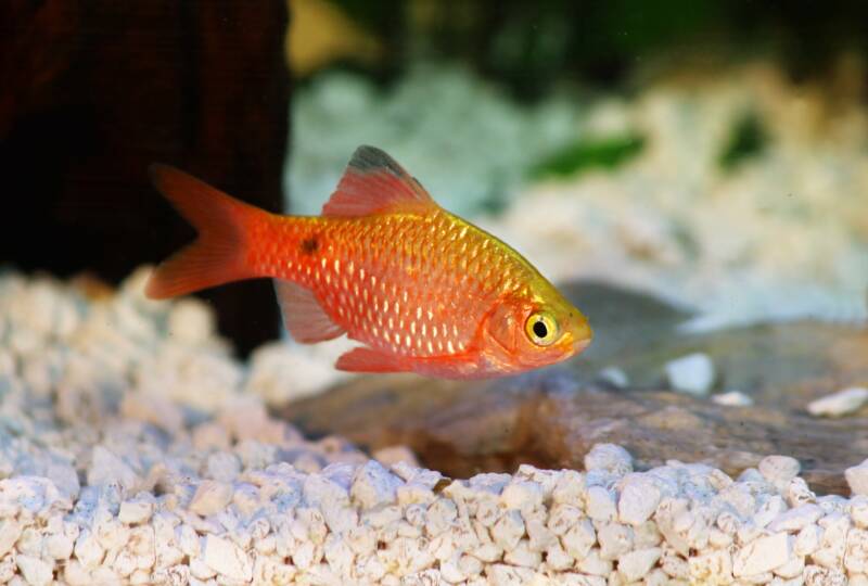 Rosy barb in an aquarium swimming close to the bottom