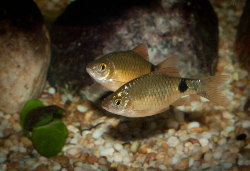 A couple of rosy barbs at the aquarium bottom