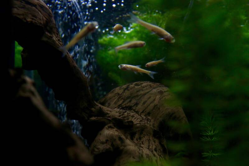 Red rosy minnows in a planted tank with a driftwood