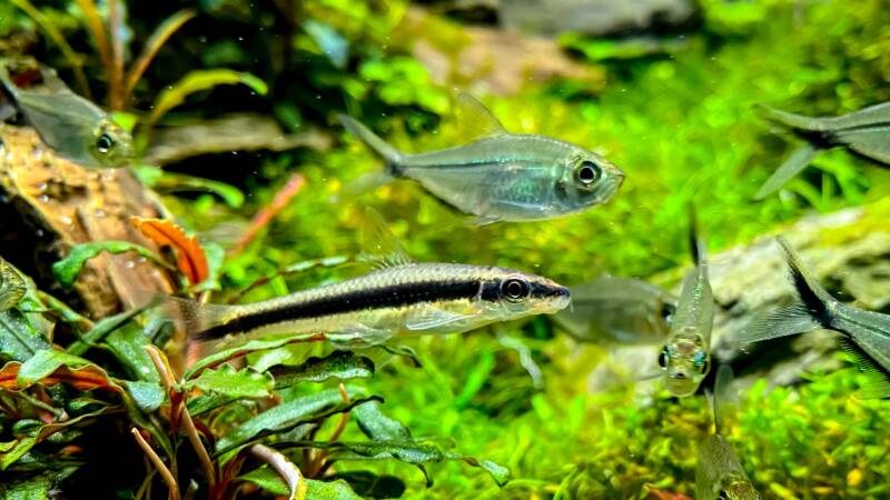 Siamese Algae-eater with Costae Tetra