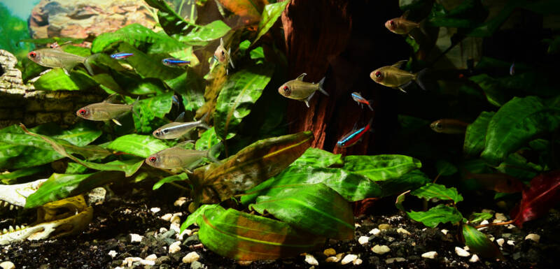 School of Lemon Tetra fish in aquarium