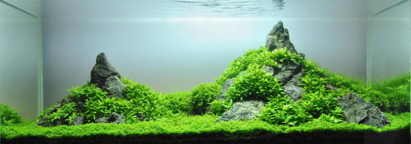 Mountain of seiryu stone in a planted aquarium