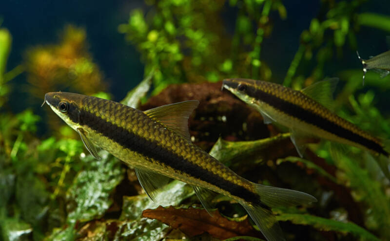 siamese algae eater pair