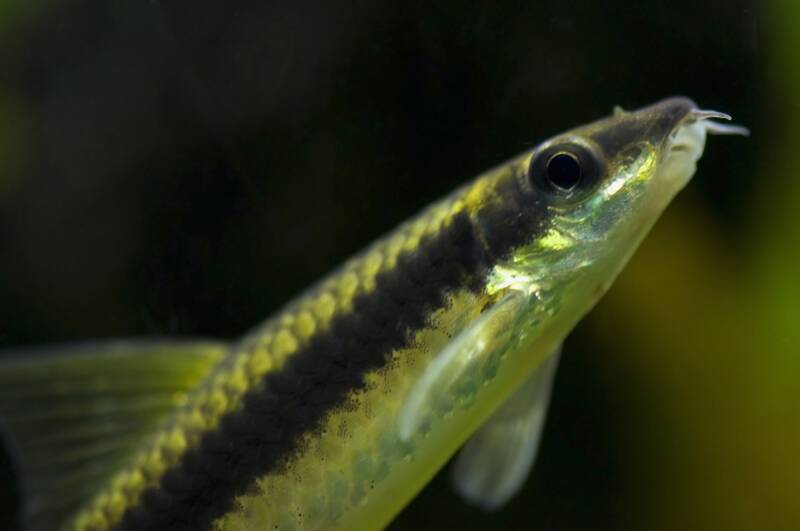 Siamese Flying fox algae eater in planted aquarium