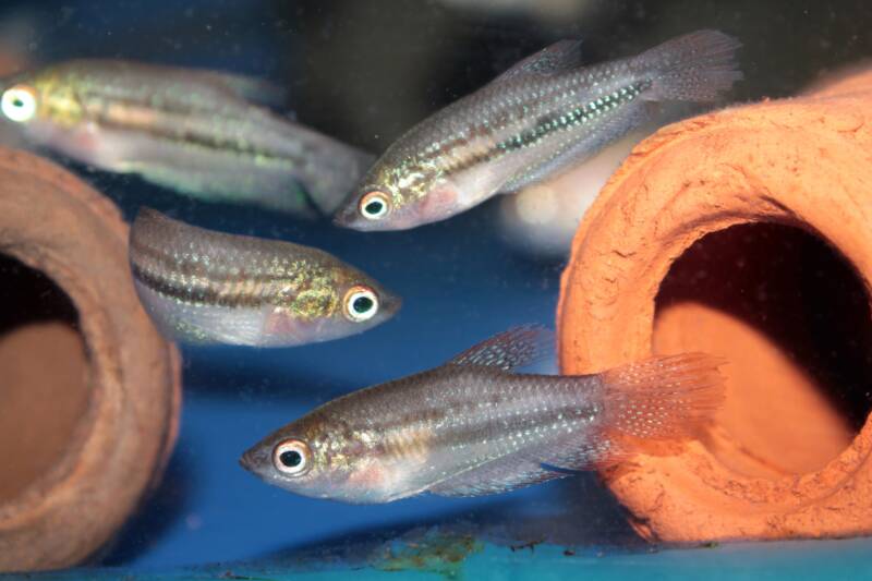 Sparkling Gourami known as Pygmy Gourami