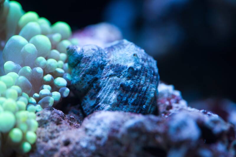 Mexican turbo snail on coral reef