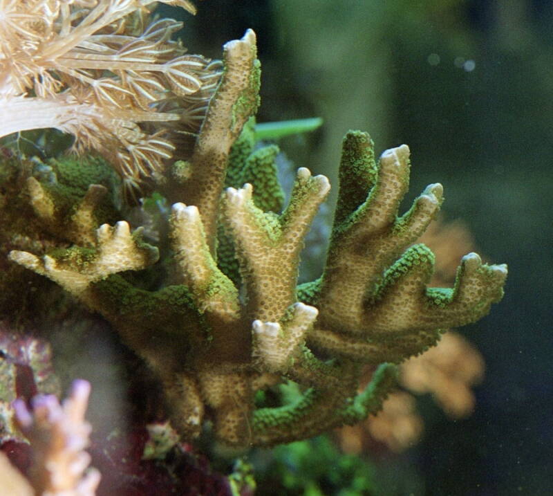 Montipora digitata, known as Velvet coral, displaying its beautiful colors 