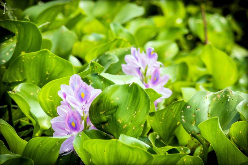 Water hyacinth in a pond