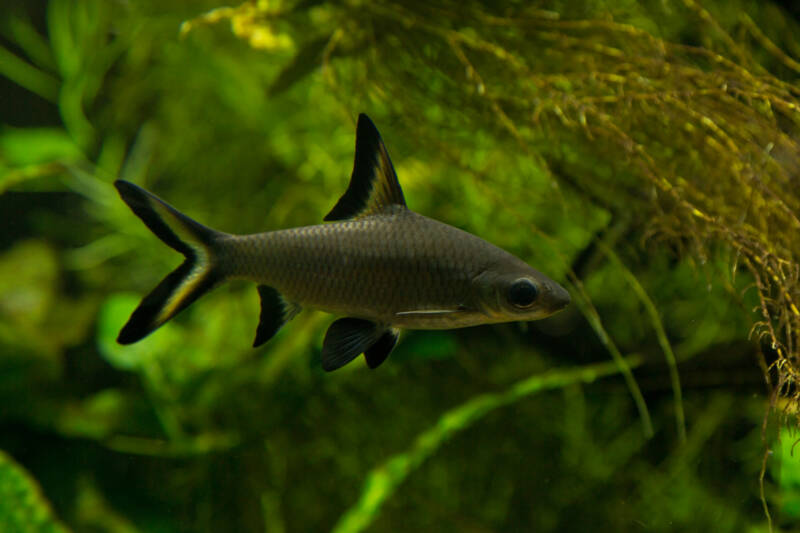 Bala shark swimming under a floating plants in a freshwater aquarium