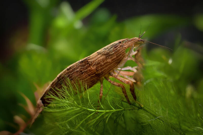 Bamboo shrimp in aquarium filtering water