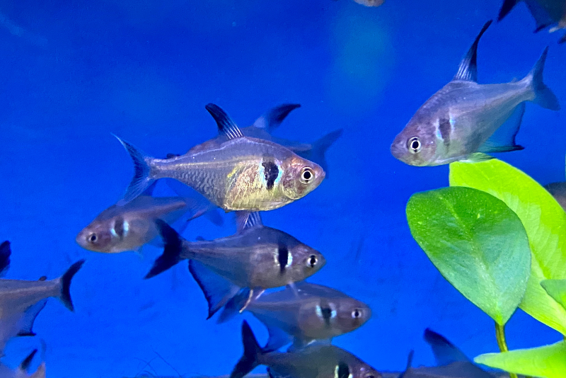 School of black phantom tetras swimming in their tank past a plant