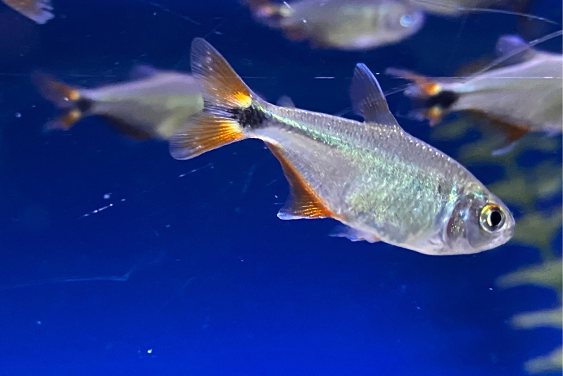 Buenos aires tetra are larger, silver body fish with red tail where the base is yellow and a black strip starts shooting to mid body