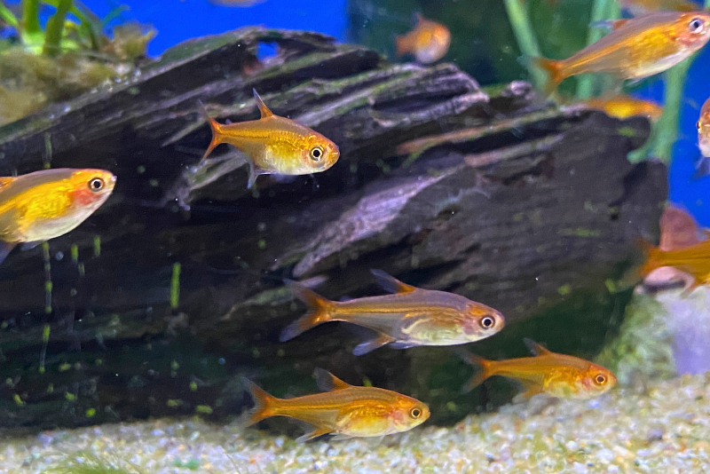 School of bright orange ember tetras swimming together