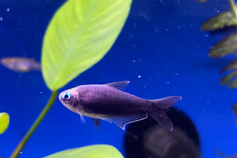 Juvenile emperor tetra with a smoke gray body and brilliant bright blue eye