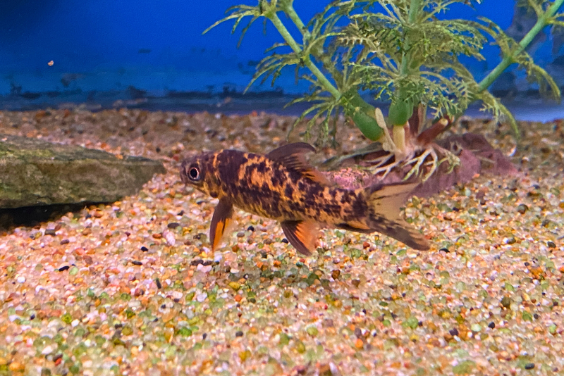 Harlequin sharks swimming on the bottom of the tank, featuring orange background with black dappled coloration