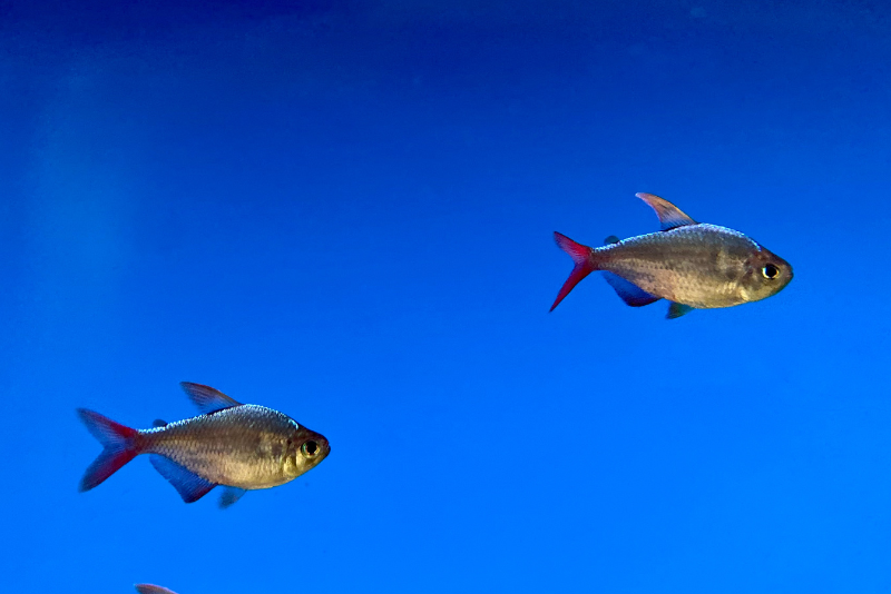 Two adult Colombian Tetras, silver round bodies with blue and red fins and tail