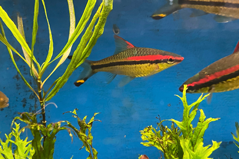 Roseline shark swimming in the tank with others. the bright red line glows against the background of aquatic plants