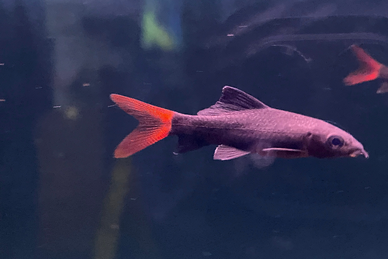 Red Tail Shark swimming in the tank,