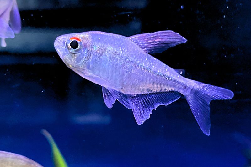 a diamond tetra swimming with long flowing fin underneath and fan like tail