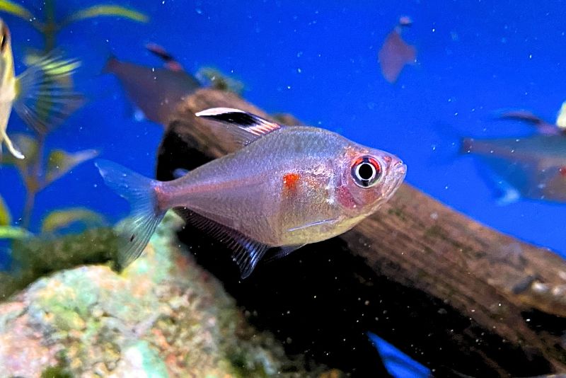 Several Hyphessobrycon erythrostigma commonly known as bleeding heart tetras swimming close to gravel bottom in aquarium