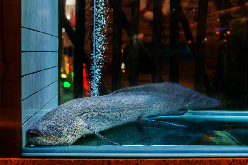 Protopterus aethiopicus commonly known as African Lungfish or Dipnoi in a freshwater aquarium