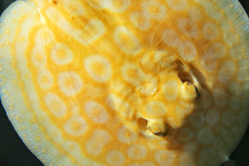 Albino Pearl Freshwater Stingray in aquarium