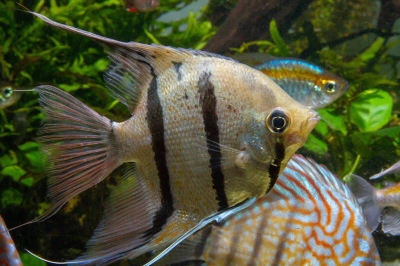 Wild Angelfish Altum Angelfish (Pterophyllum scalare) swimming in a community tank