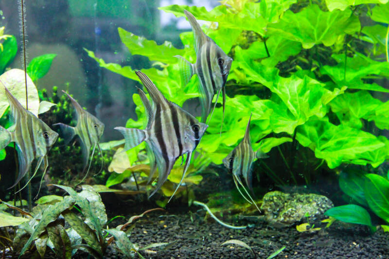 Juvenile Altum Angelfish (Pterophyllum altum) in planted aquarium