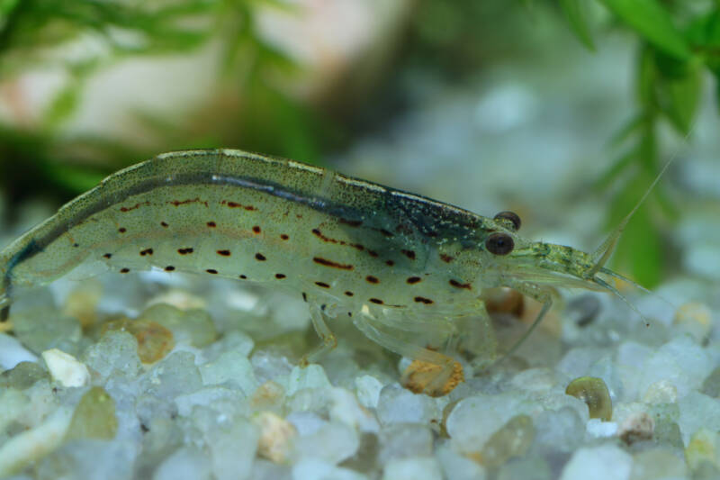 Male Amano shrimp on a white substrate in freshwater aquarium 