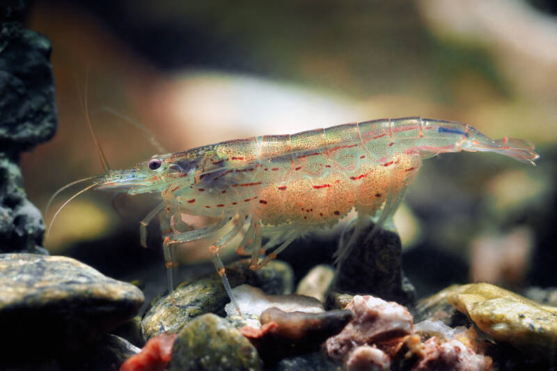 Amano shrimp with caviar in the shrimp tank