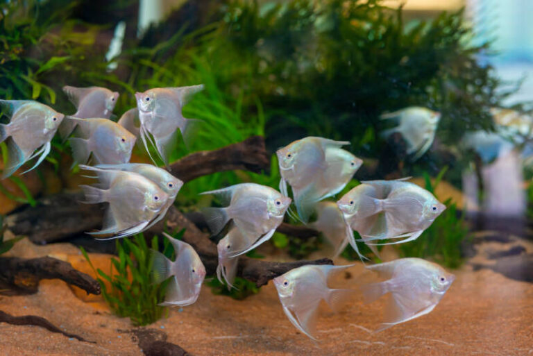 Freshwater Angelfish Care: Types, Tank Setup & Diet Tips