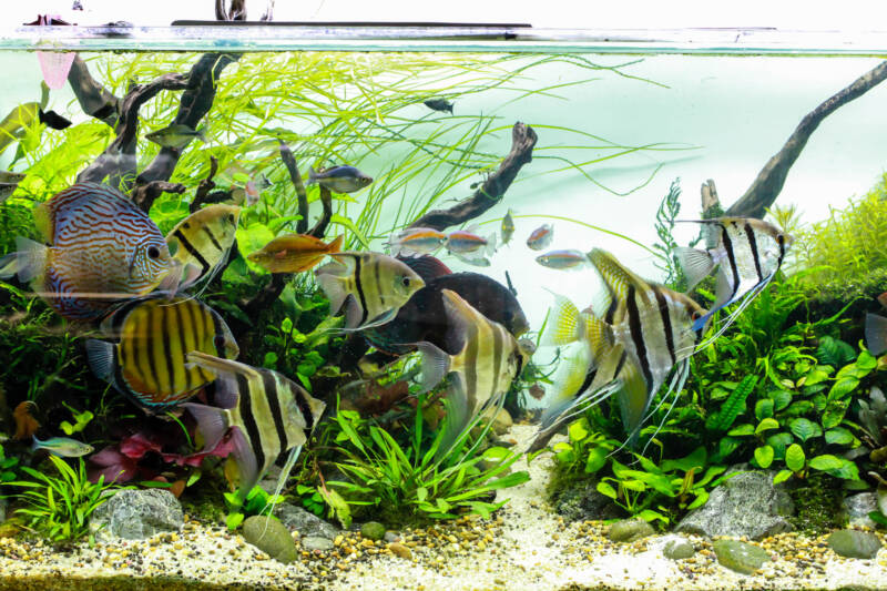 Schooling of Altum Angelfish and Discus in Large Planted Aquarium