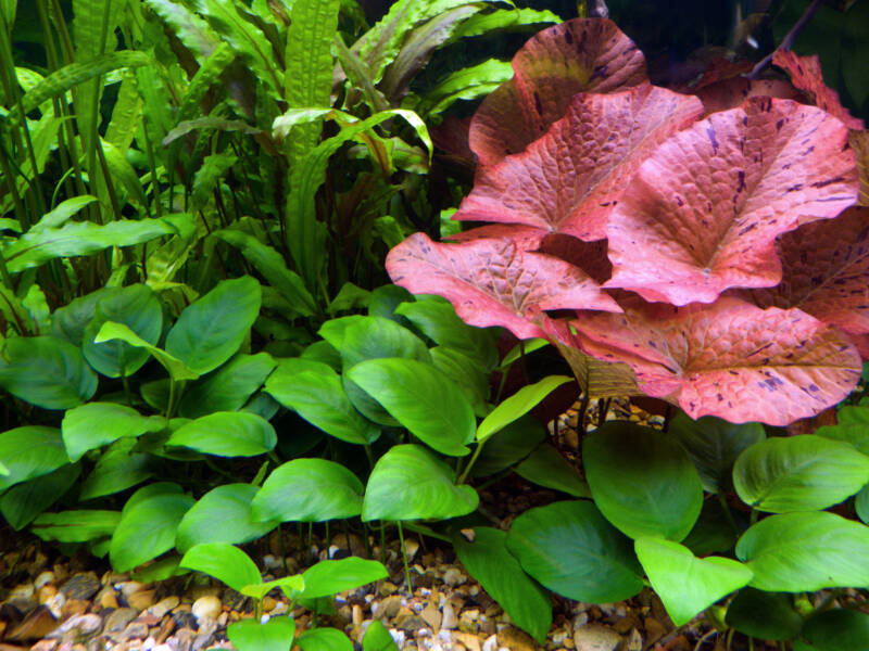 Anubias nana displaying dark green color in a planted aquarium