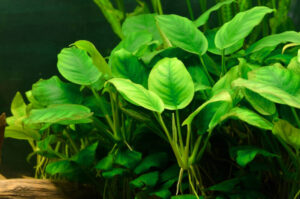 Anubias nana plant in a planted aquarium