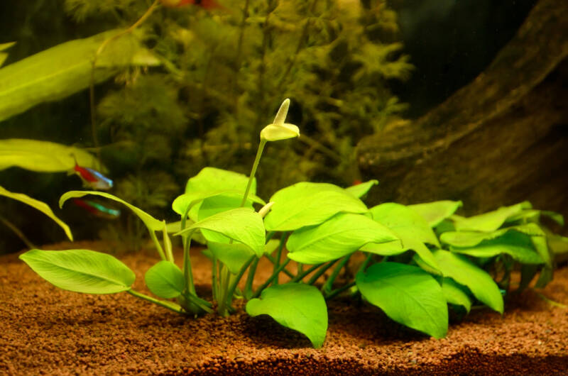 Blooming Anubias nana in the aquarium