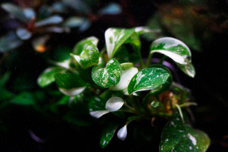 Variegated Anubias nana in aquarium