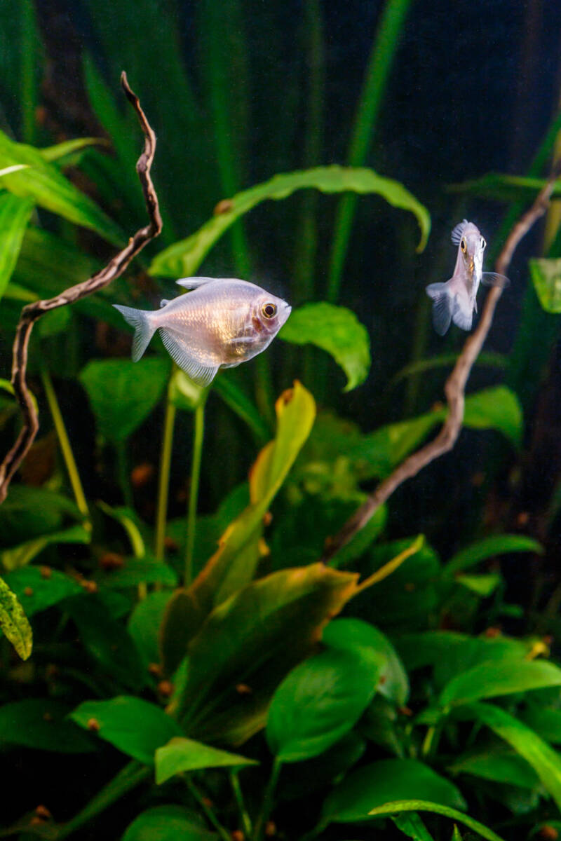 Anubias nana plant in planted community aquarium