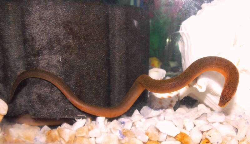 Monopterus albus commonly known as The Asian swamp eel, swamp eel, rice eel, or white rice field eel in a freshwater aquarium