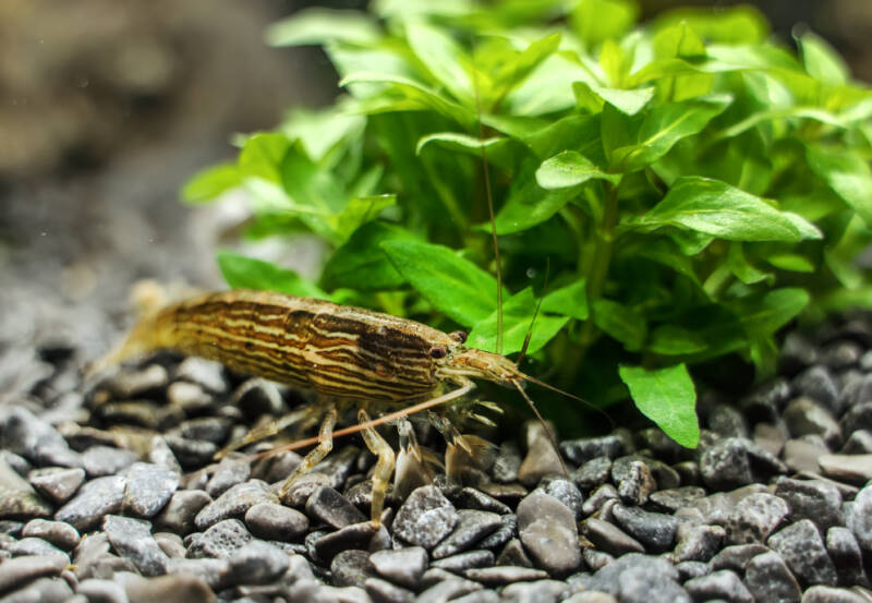 Close up of Bamboo shrimp in a freshwater planted aquarium