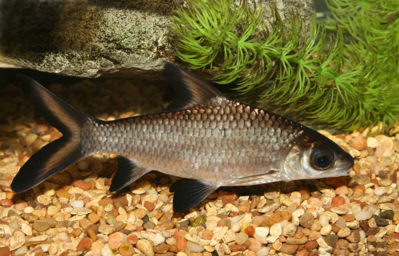 Bala shark in a freshwater aquarium swimming close to the bottom